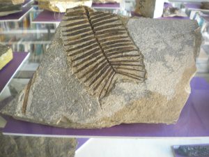 Sona (Verona - Italia) - Museo Paleontologico e dell’origine del territorio “Attilio Fedrigo”