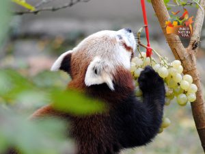 panda minore © parconaturaviva