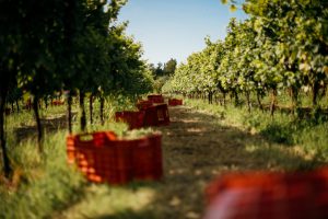 Azienda agricola Corte Quaiara (Sona - Verona - Italia)