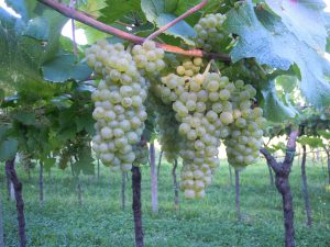 Azienda Agricola Lonardi "Il Seregno" - Sona (Verona - Italia)